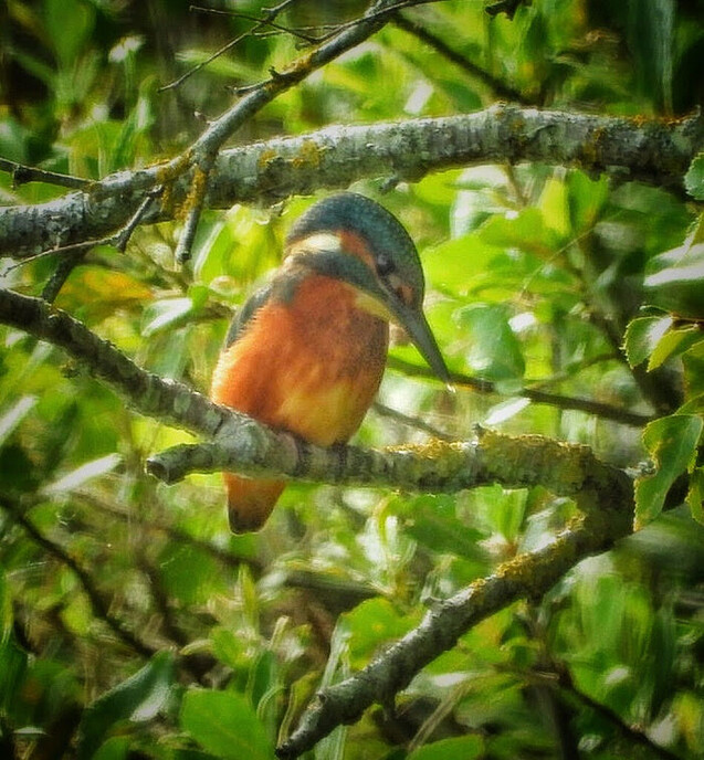 Femmie op zoek naar ijsvogels, het was er wel weer voor - Foto: Femmie Smink