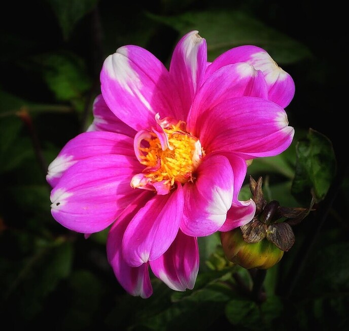 Mais, bloemen en vlinders, zo maar - Foto: Femmie Smink
