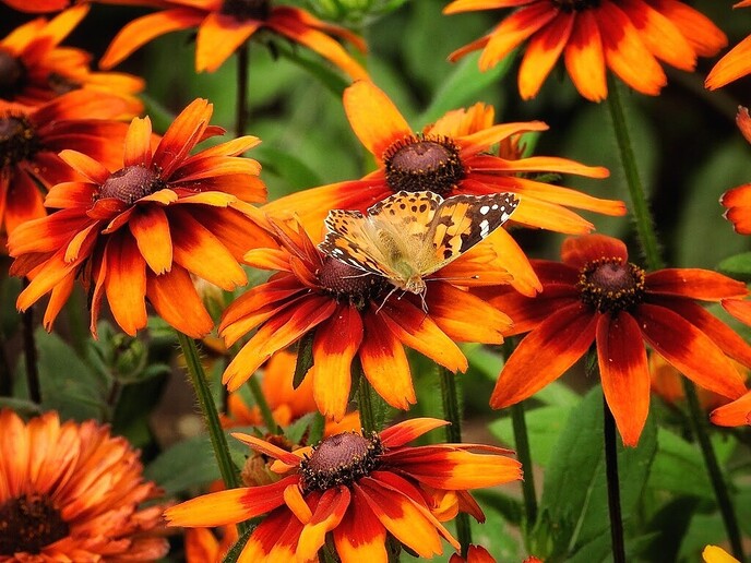 Mais, bloemen en vlinders, zo maar - Foto: Femmie Smink