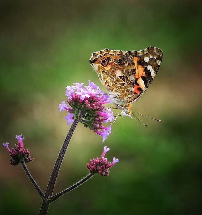 Mais, bloemen en vlinders, zo maar - Foto: Femmie Smink