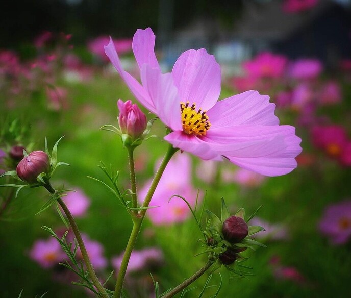 Mais, bloemen en vlinders, zo maar - Foto: Femmie Smink