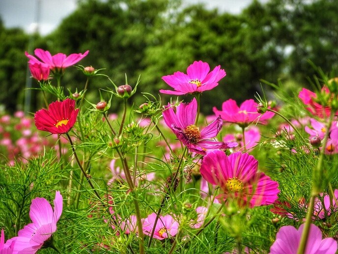 Mais, bloemen en vlinders, zo maar - Foto: Femmie Smink