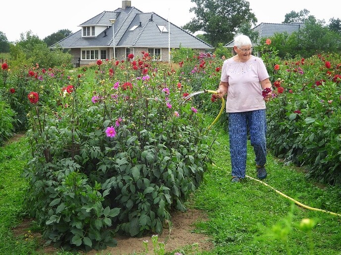 Mais, bloemen en vlinders, zo maar - Foto: Femmie Smink