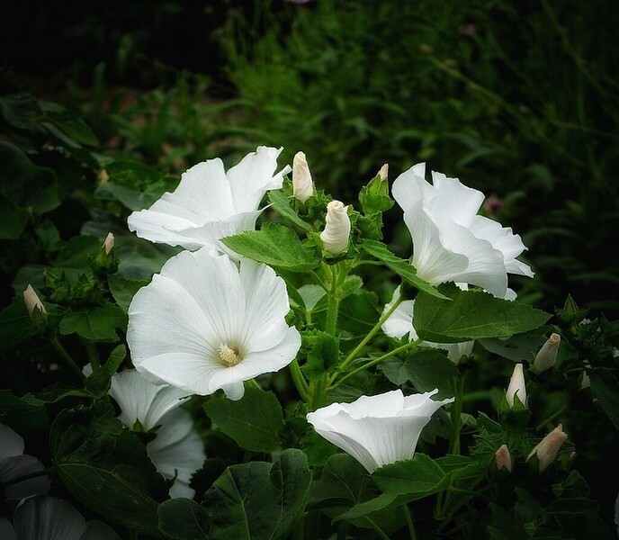 Mais, bloemen en vlinders, zo maar - Foto: Femmie Smink