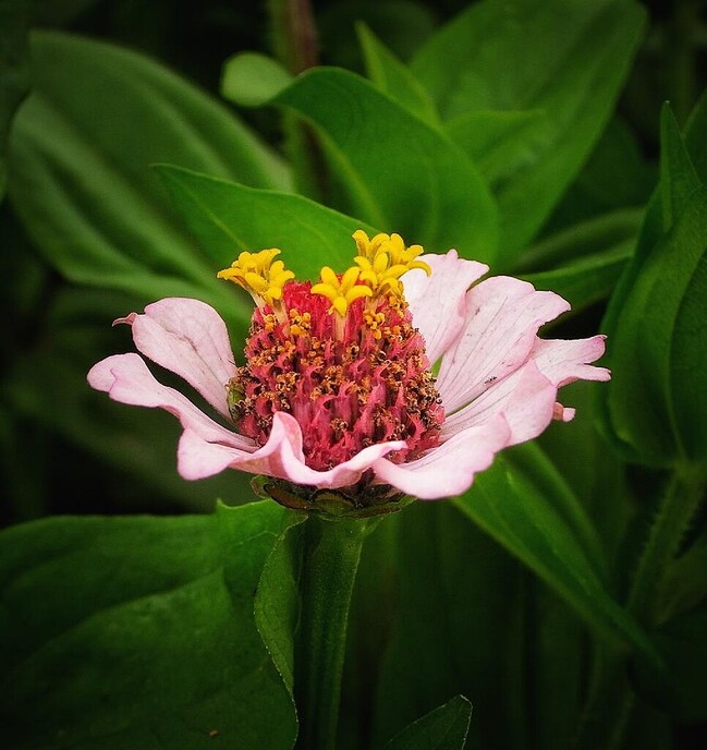 Mais, bloemen en vlinders, zo maar - Foto: Femmie Smink