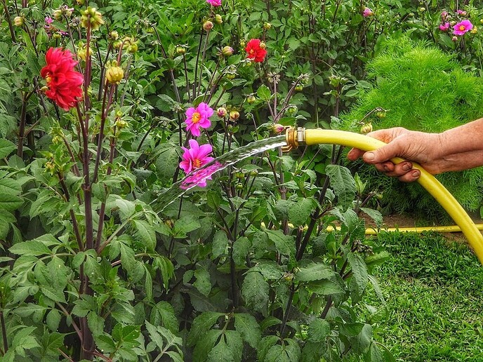 Mais, bloemen en vlinders, zo maar - Foto: Femmie Smink