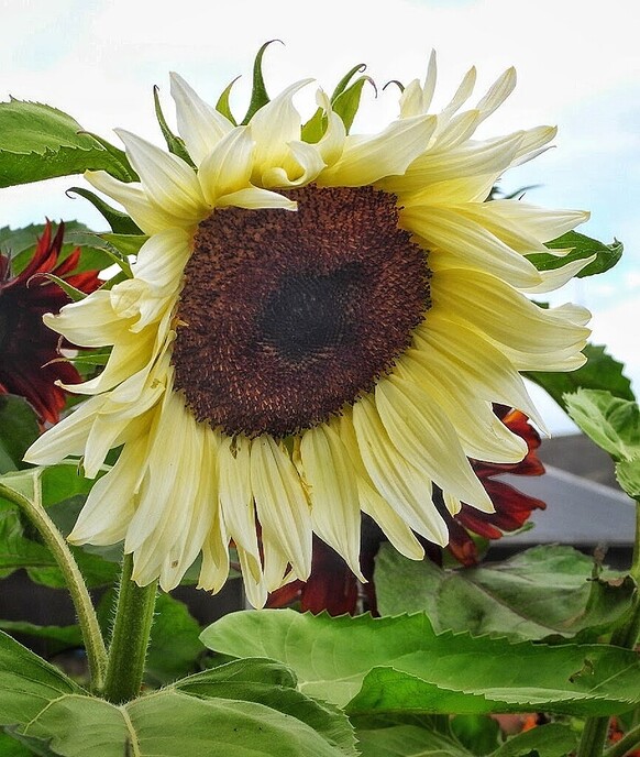 Mais, bloemen en vlinders, zo maar - Foto: Femmie Smink