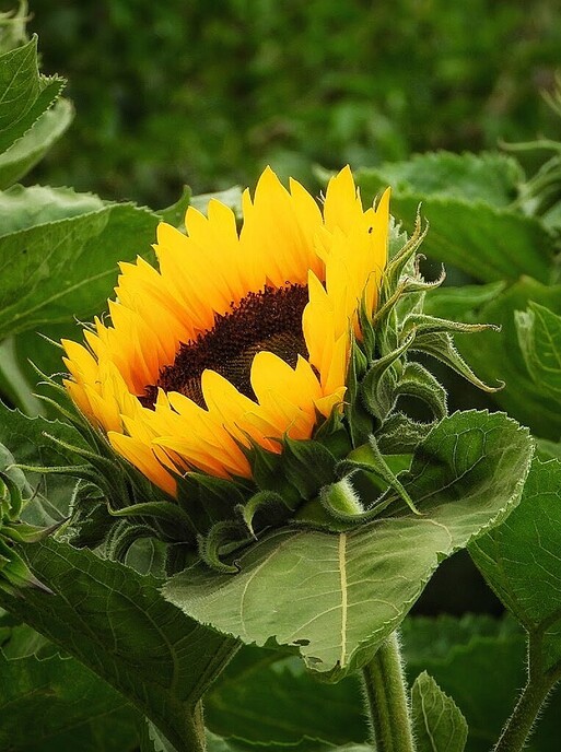 Mais, bloemen en vlinders, zo maar - Foto: Femmie Smink
