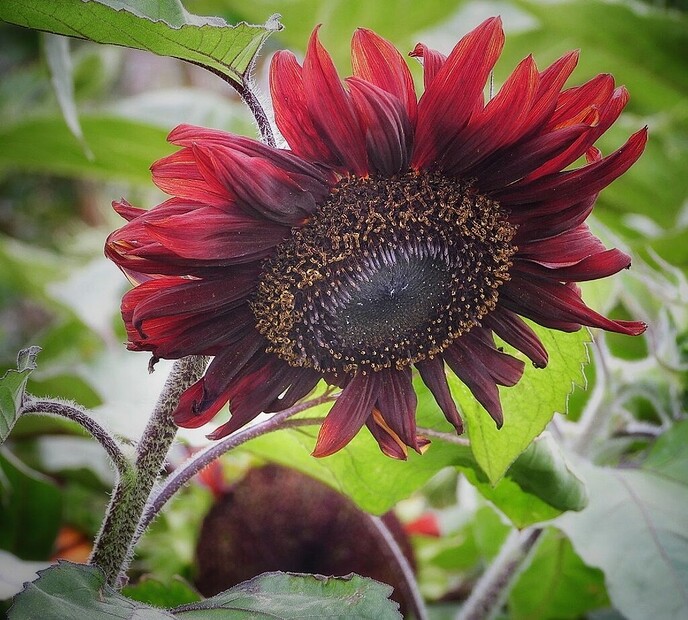 Mais, bloemen en vlinders, zo maar - Foto: Femmie Smink