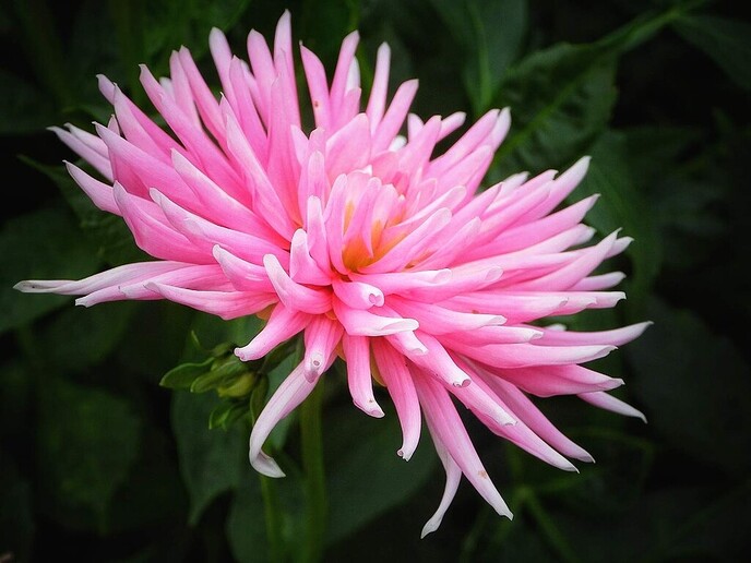 Mais, bloemen en vlinders, zo maar - Foto: Femmie Smink