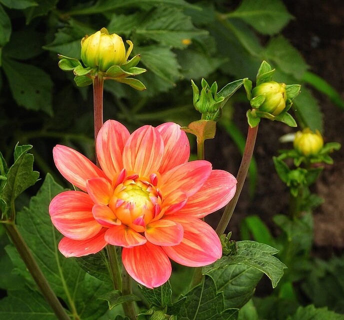 Mais, bloemen en vlinders, zo maar - Foto: Femmie Smink