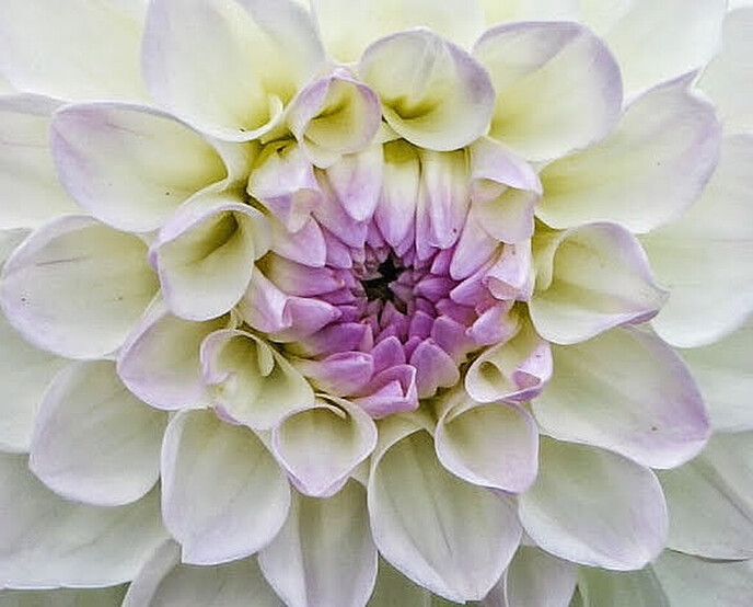 Mais, bloemen en vlinders, zo maar - Foto: Femmie Smink