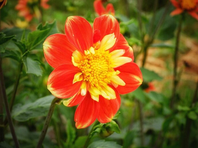 Mais, bloemen en vlinders, zo maar - Foto: Femmie Smink