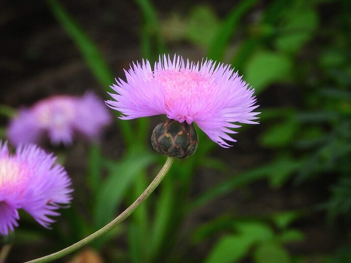 Mais, bloemen en vlinders, zo maar - Foto: Femmie Smink