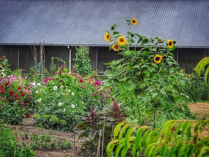 Mais, bloemen en vlinders, zo maar - Foto: Femmie Smink