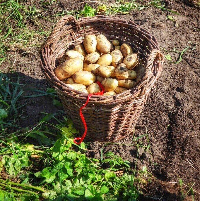 Femmie eet vanavond eigengemaakte patat - Foto: Femmie Smink