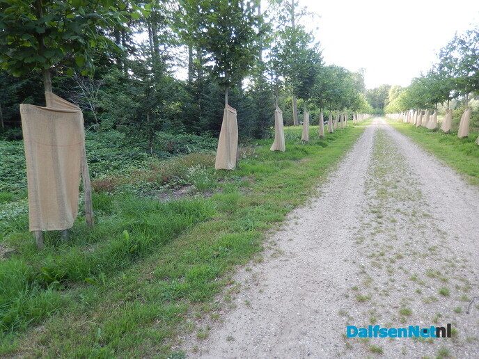 Houden zomerlindes niet van de zomer? - Foto: Willy