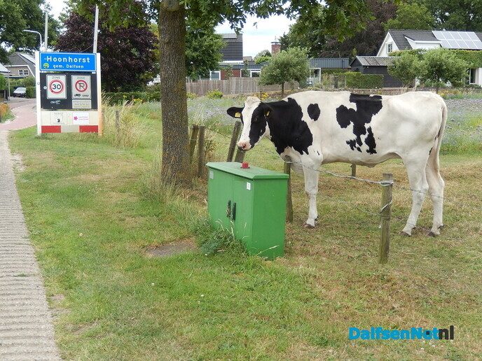 Koe met weiland tegen de dorpskern aan, prachtig - Foto: Willy