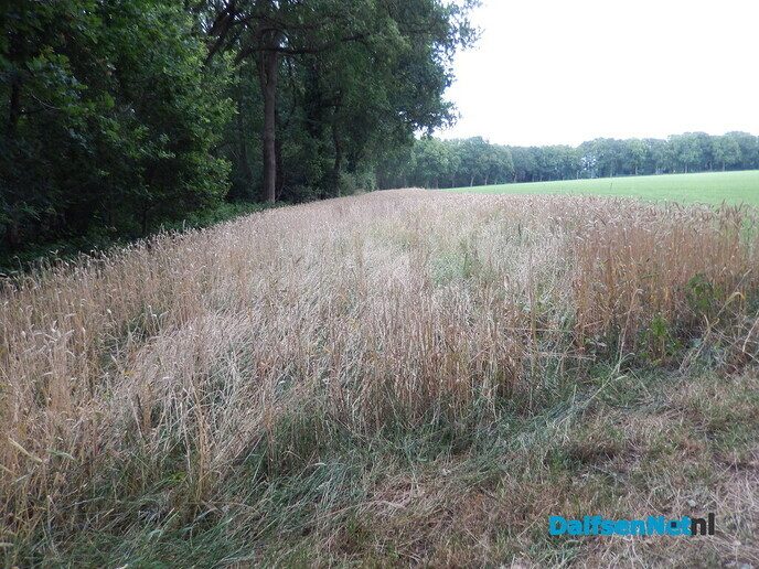 Rogge maaien - Foto: Willy
