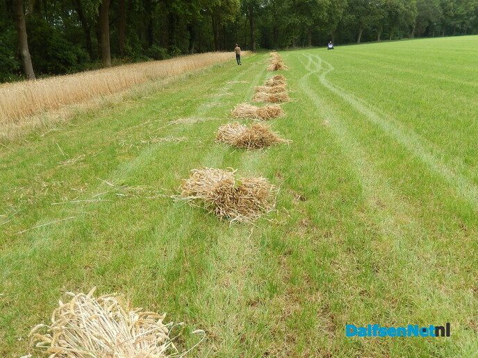 Rogge maaien - Foto: Willy