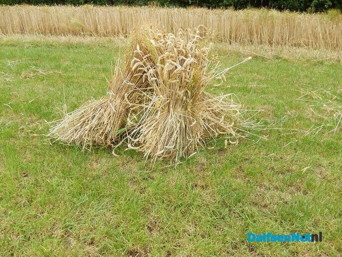 Rogge maaien - Foto: Willy