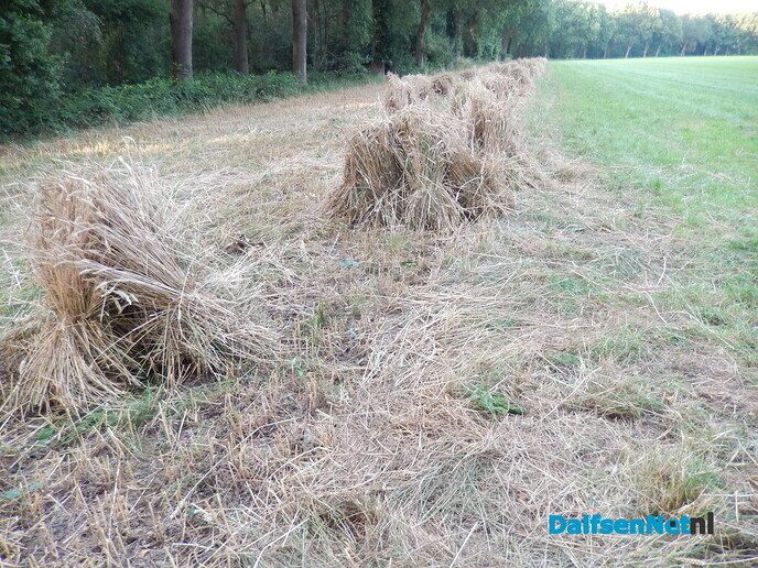 Zo heet het schijnbaar: garven - Foto: Willy