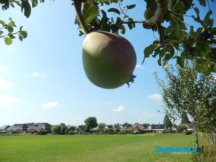 Toch wel peren, en nog behoorlijk ook - Foto: Willy