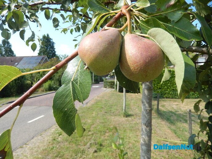 Toch wel peren, en nog behoorlijk ook - Foto: Willy