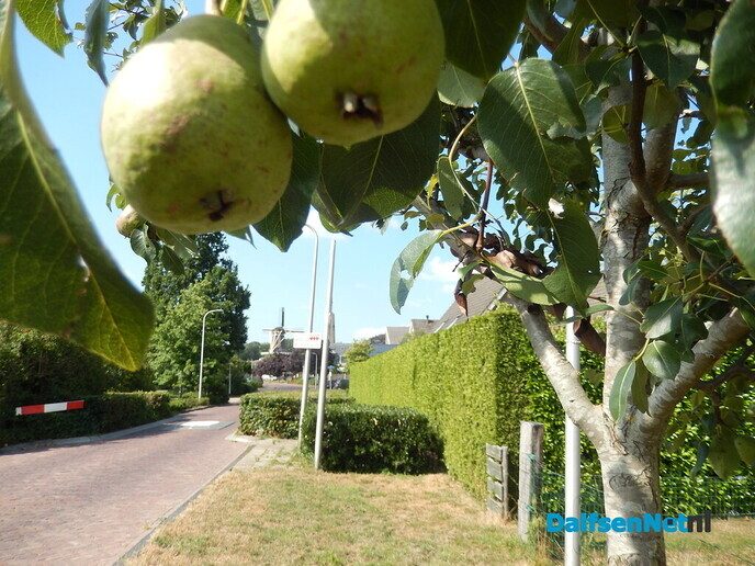 Toch wel peren, en nog behoorlijk ook - Foto: Willy