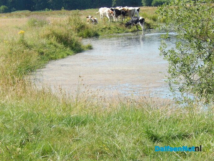 Gewoon kalm an met dit weer - Foto: Willy