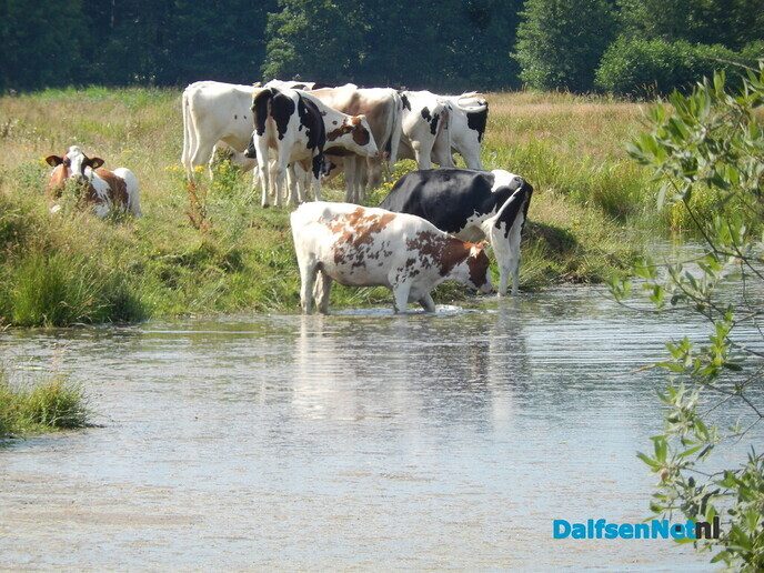 Gewoon kalm an met dit weer - Foto: Willy