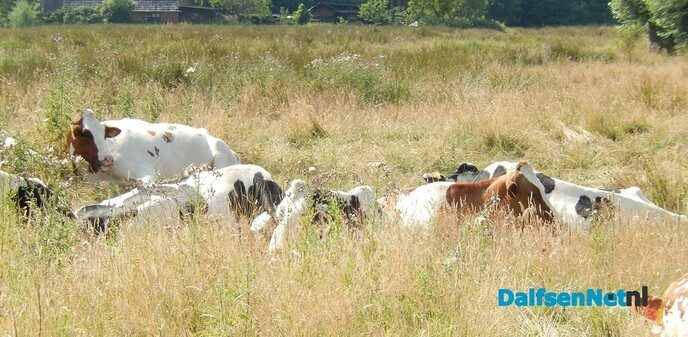 Gewoon kalm an met dit weer - Foto: Willy