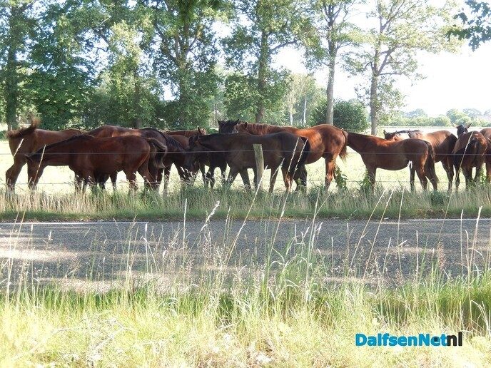 Gewoon kalm an met dit weer - Foto: Willy