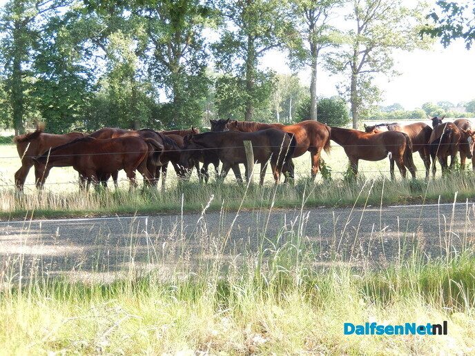 Waarom paarden met dit hete weer dicht op elkaar staan