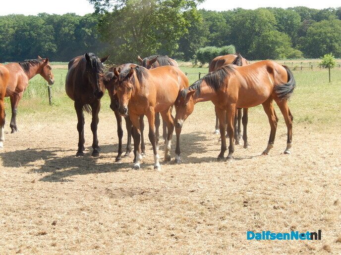 Waarom paarden met dit hete weer dicht op elkaar staan - Foto: Willy