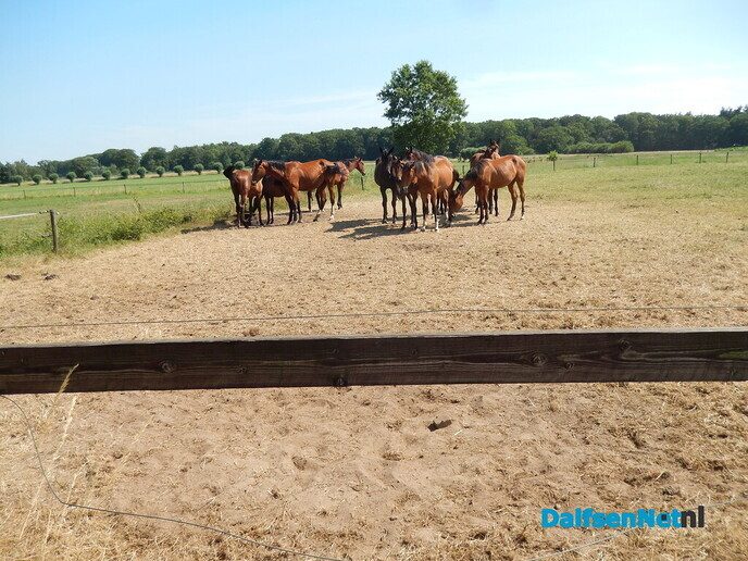 Waarom paarden met dit hete weer dicht op elkaar staan - Foto: Willy