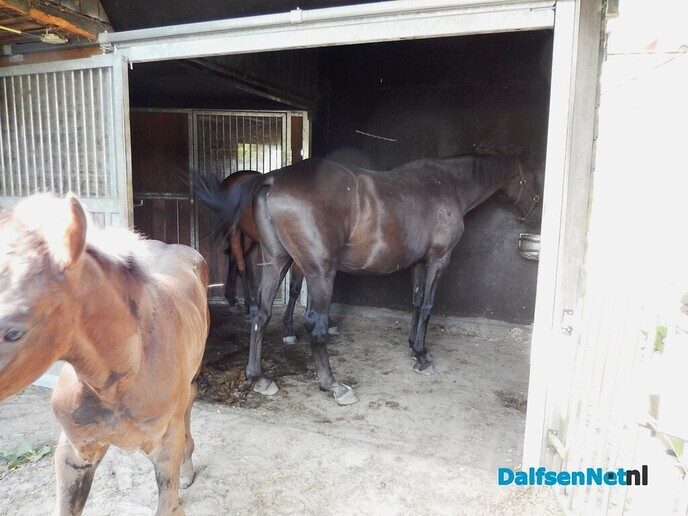 Onverwacht tussen hop en paarden - Foto: Willy