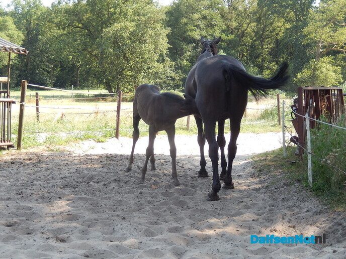 Onverwacht tussen hop en paarden - Foto: Willy