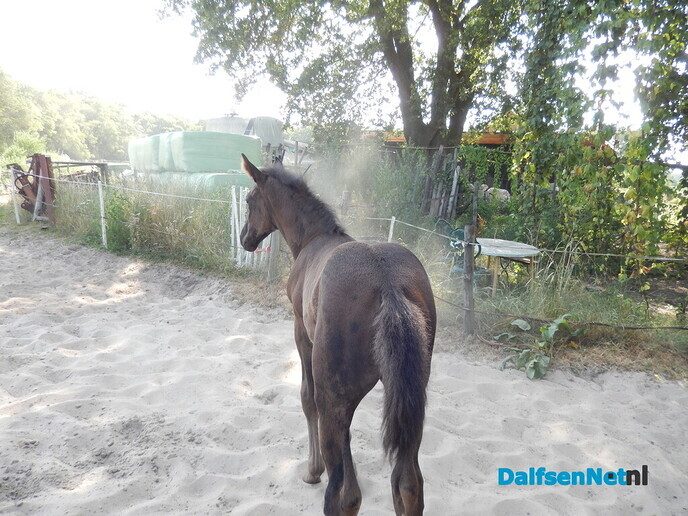 Onverwacht tussen hop en paarden - Foto: Willy