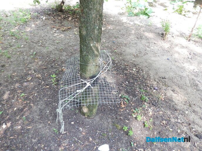 Ik laat mij niet op de kop zetten door een boommarter - Foto: Willy