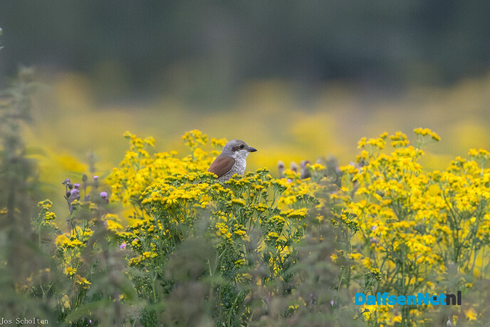 Waakklauwier - Foto: Ingezonden foto