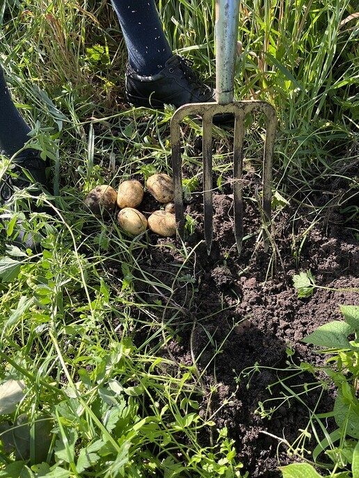 Eerste (bescheiden) opbrengst voedselbos - Foto: Ingezonden foto