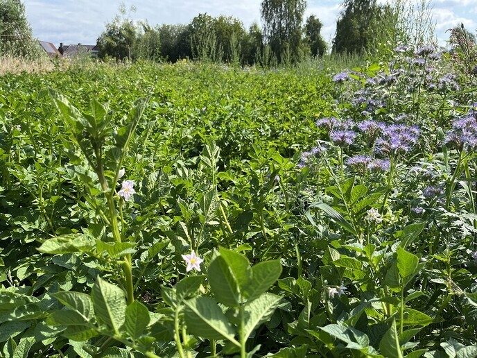 Eerste (bescheiden) opbrengst voedselbos - Foto: Ingezonden foto