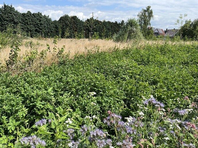 Eerste (bescheiden) opbrengst voedselbos - Foto: Ingezonden foto