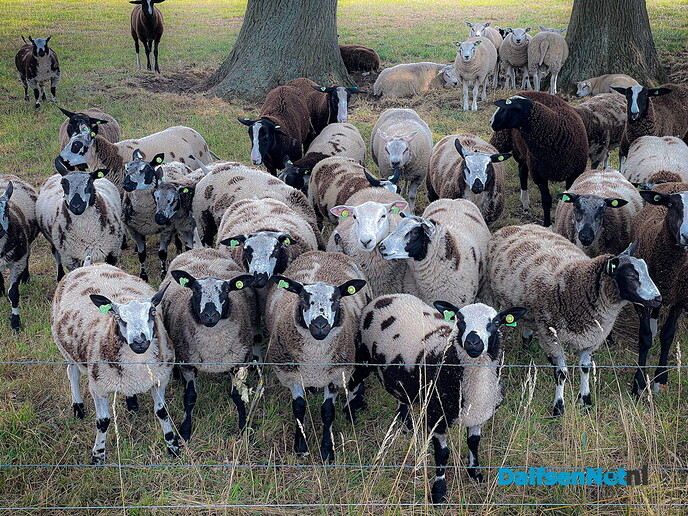 Nieuwsgierige schapen