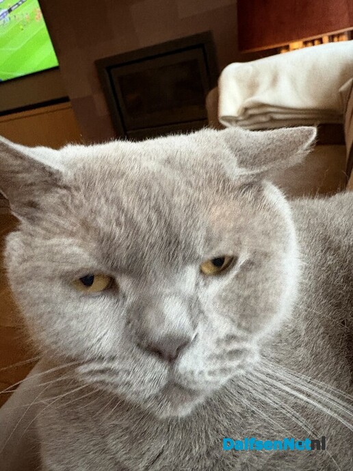 Kat Jelle vermist - Foto: Ingezonden foto