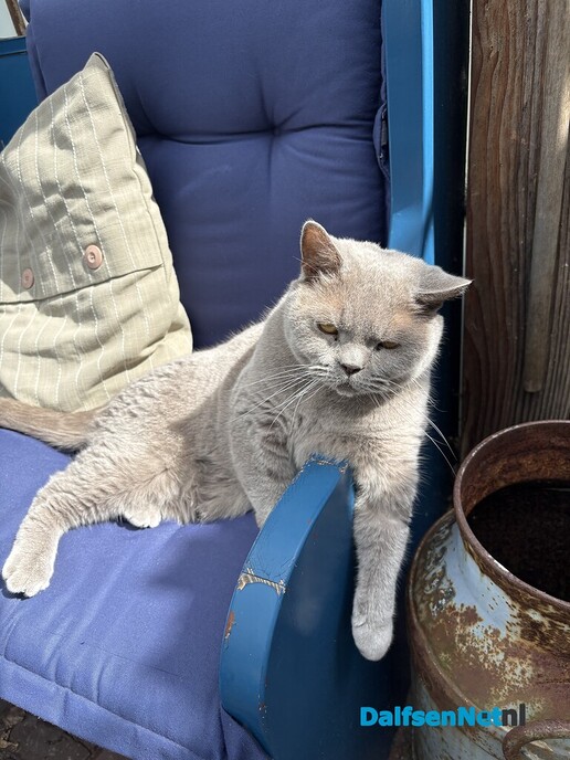 Kat Jelle vermist - Foto: Ingezonden foto