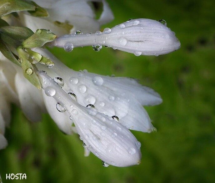 Regen belangrijk - Foto: Femmie Smink