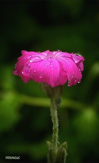 Regen belangrijk - Foto: Femmie Smink