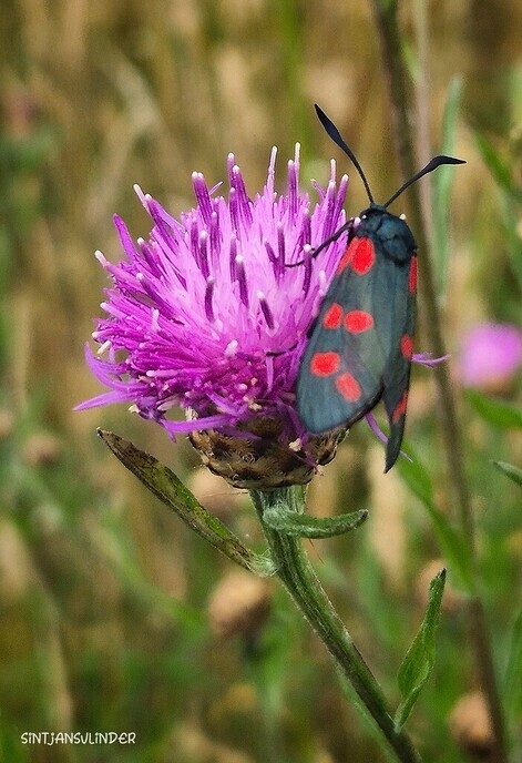 Het blijft prachtig om even langs de natuurboerderij BalkInn te wandelen - Foto: Femmie Smink